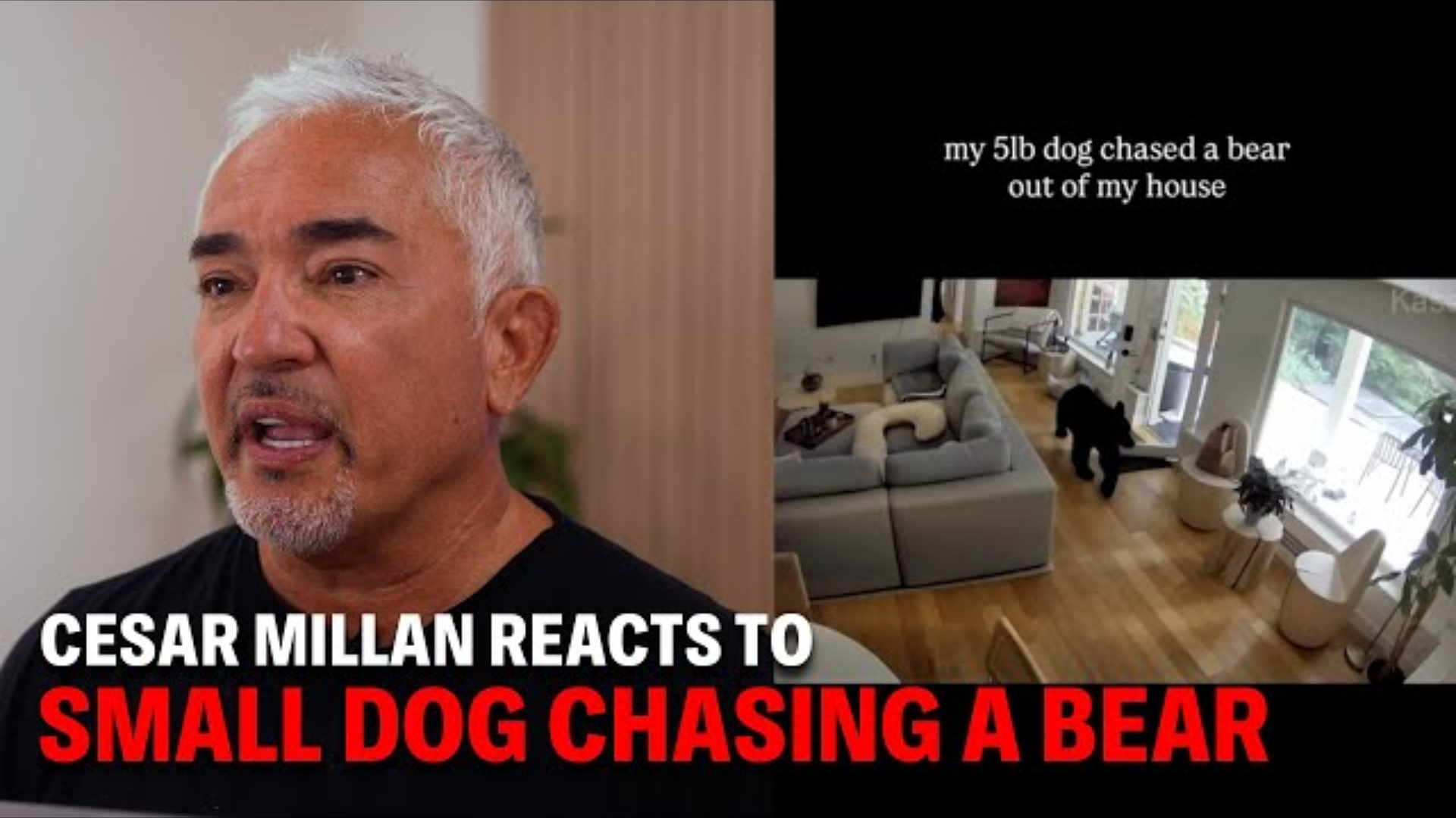Cesar Millan Reacts: Pomeranian Chases a Bear Out of The House