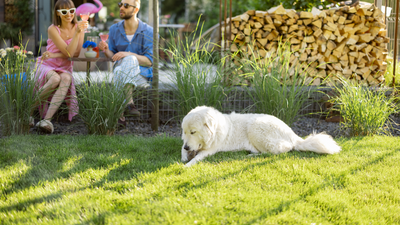 How to Make Your Yard a Dog Paradise