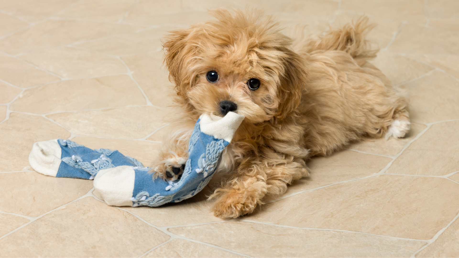 Why Do Dogs Love Stinky Socks So Much?