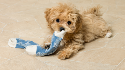 Why Do Dogs Love Stinky Socks So Much?