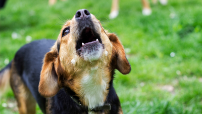Why Do Some Dogs Howl at Sirens? (And Others Don’t)