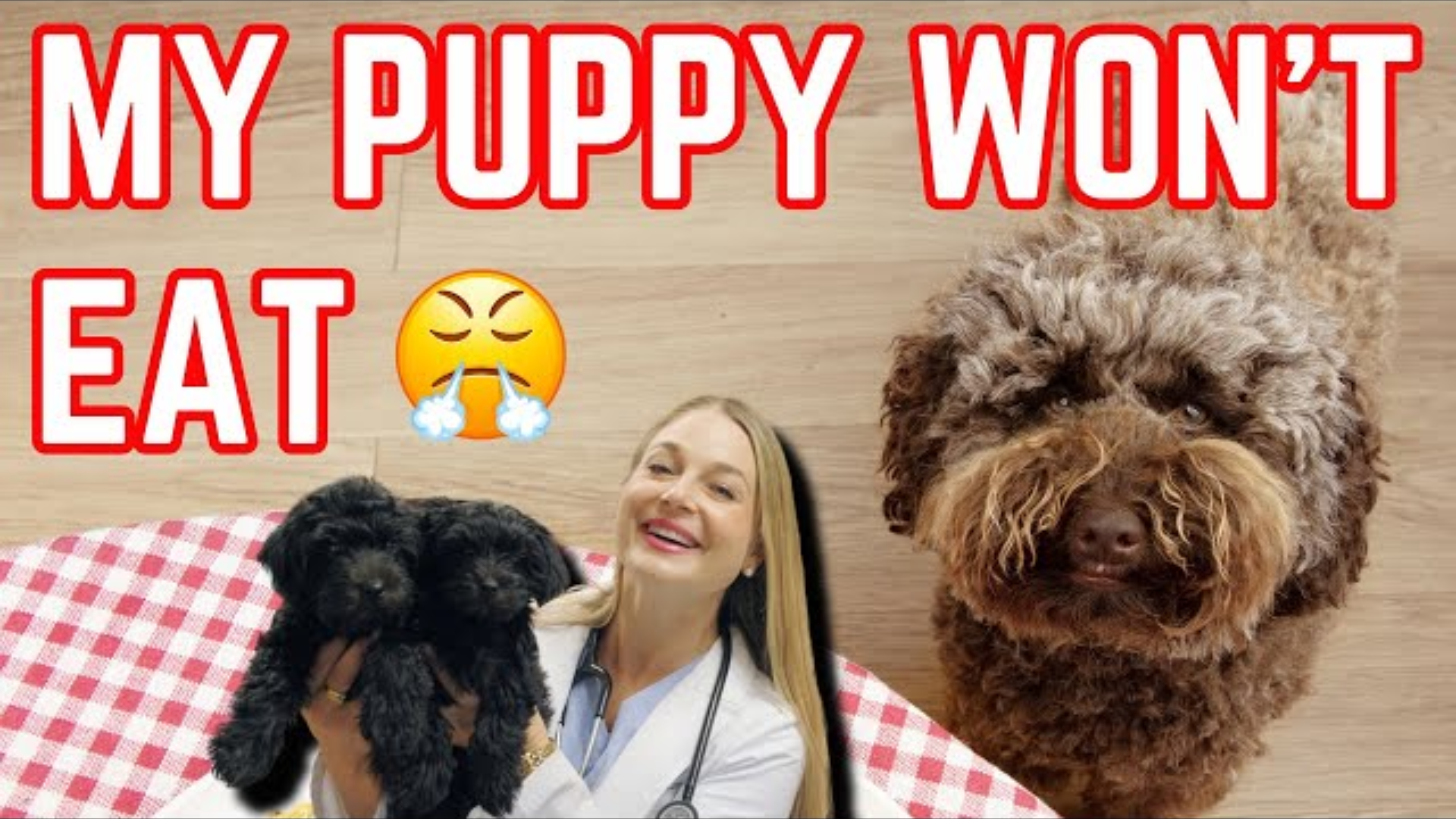 Why Your Puppy Won’t Eat: Vet Explains