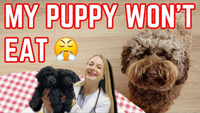 Why Your Puppy Won’t Eat: Vet Explains