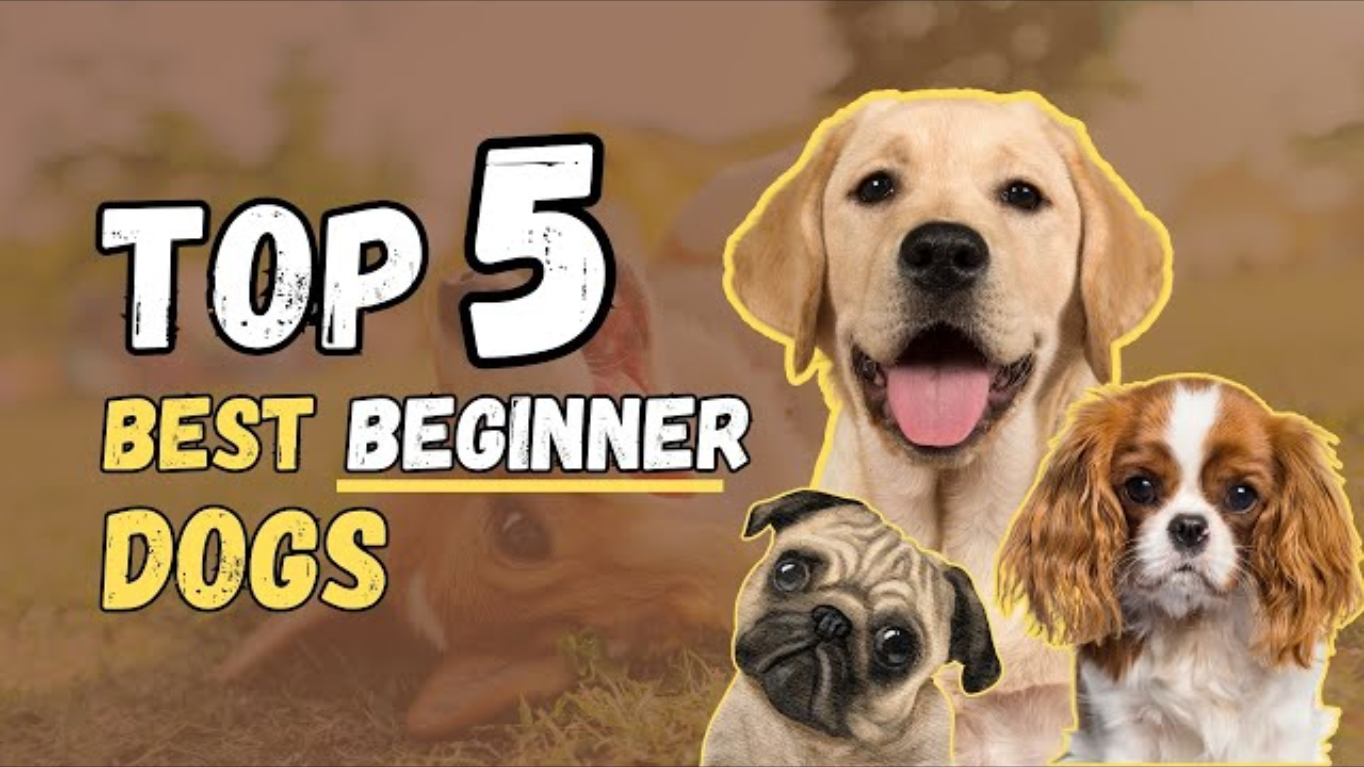 Top 5 Dog Breeds for First-Time Owners