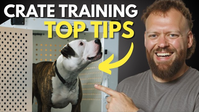 Effective Crate Training Tips for Your Dog
