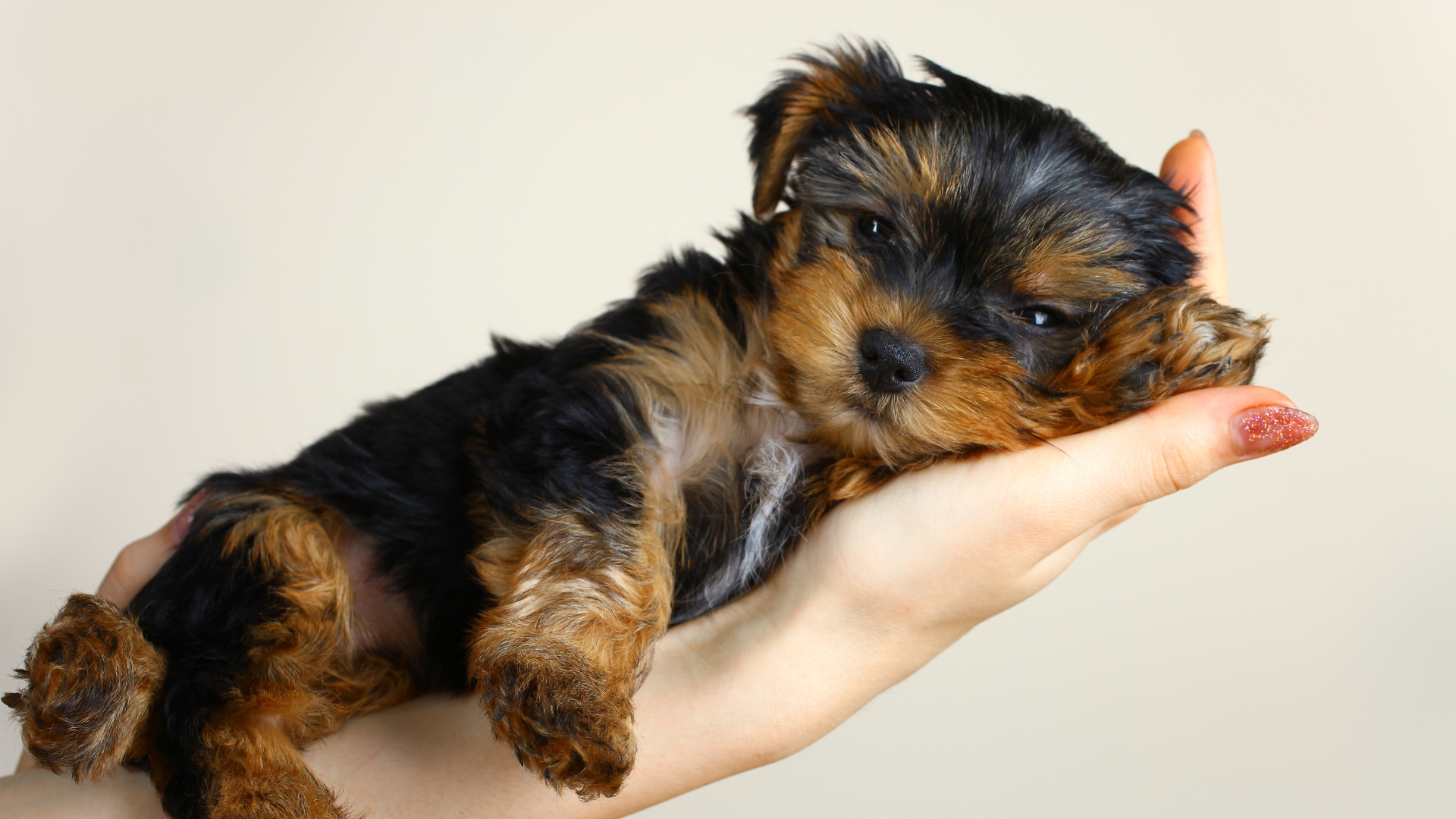 Adopting a Puppy? Here’s Your Sustainable Starter Kit