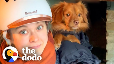 Terrified Stray Dog Becomes The Protector Of The House