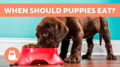 How Many Times a Day Should You Feed a Puppy?