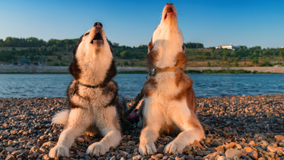 Why Do Some Dogs “Sing” Along to Music?