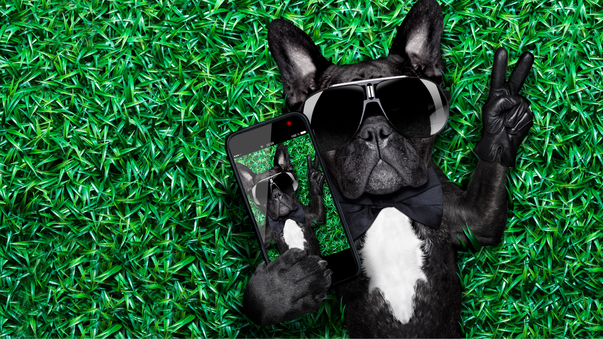 Sustainable Dog Fashion: When Style Meets Ethics