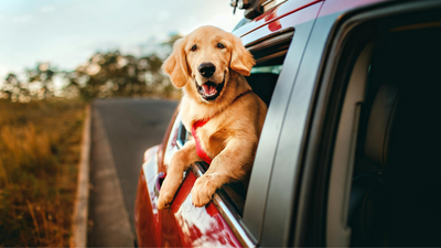 The Surprising Reason Dogs Love Sticking Their Heads Out Car Windows
