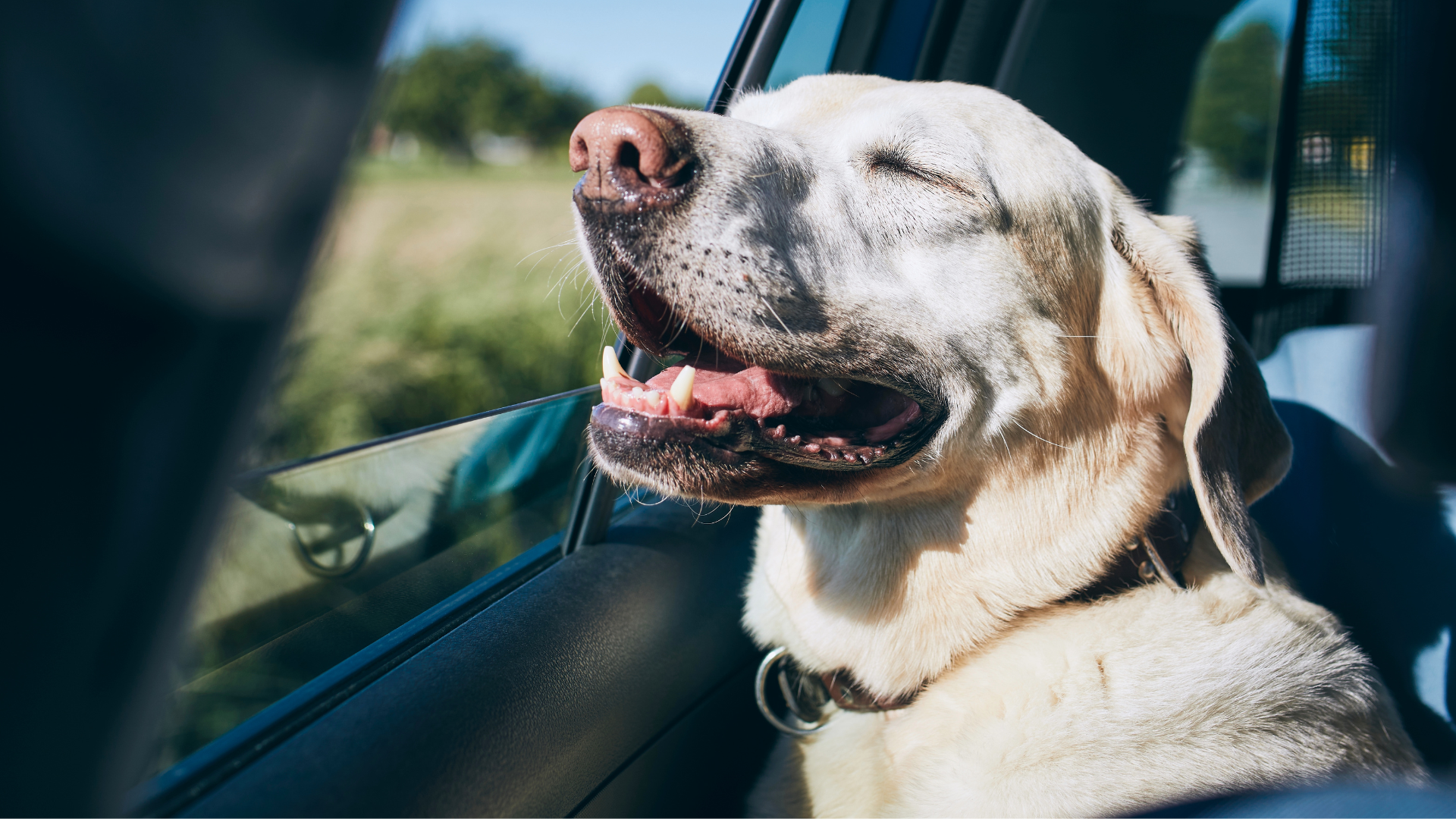 The Science Behind Why Dogs Love Car Rides