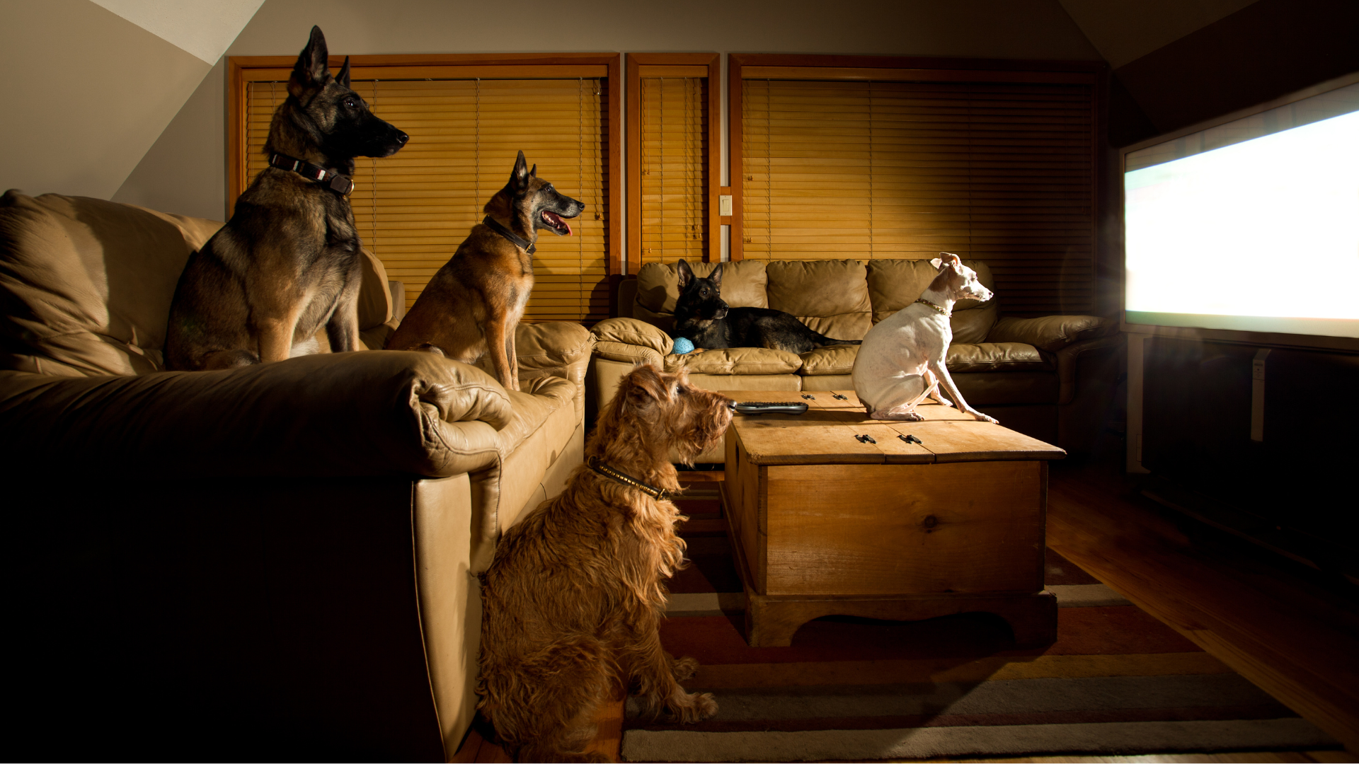 The Truth About Dogs & TV: Can They Really Watch It?