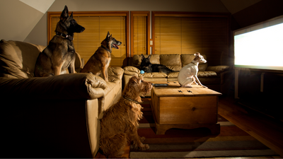 The Truth About Dogs & TV: Can They Really Watch It?