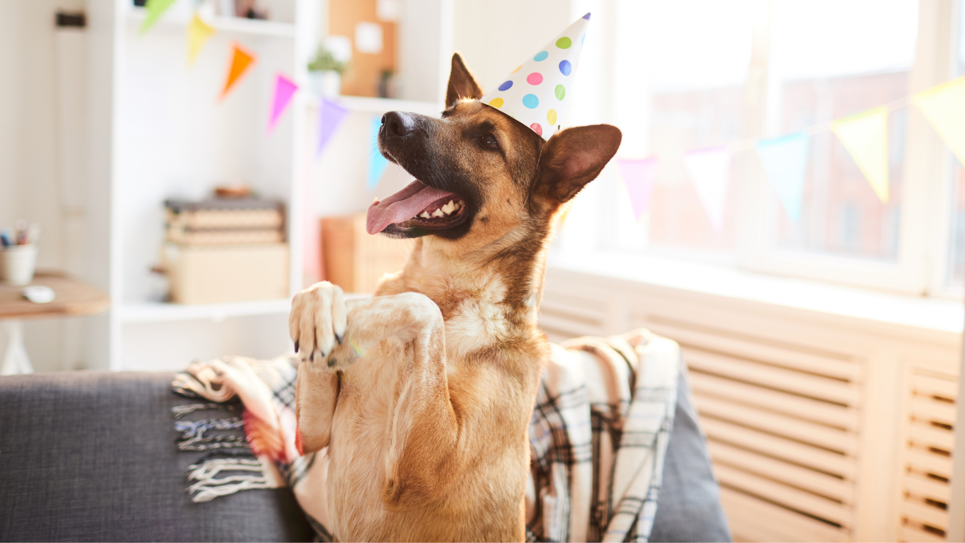 How to Host an Eco-Friendly Dog Birthday Party