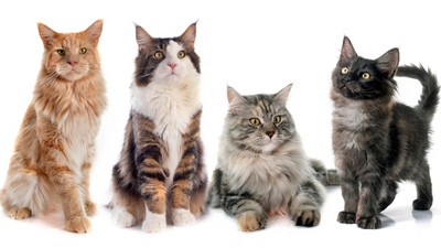How to Choose the Perfect Cat for Your Lifestyle