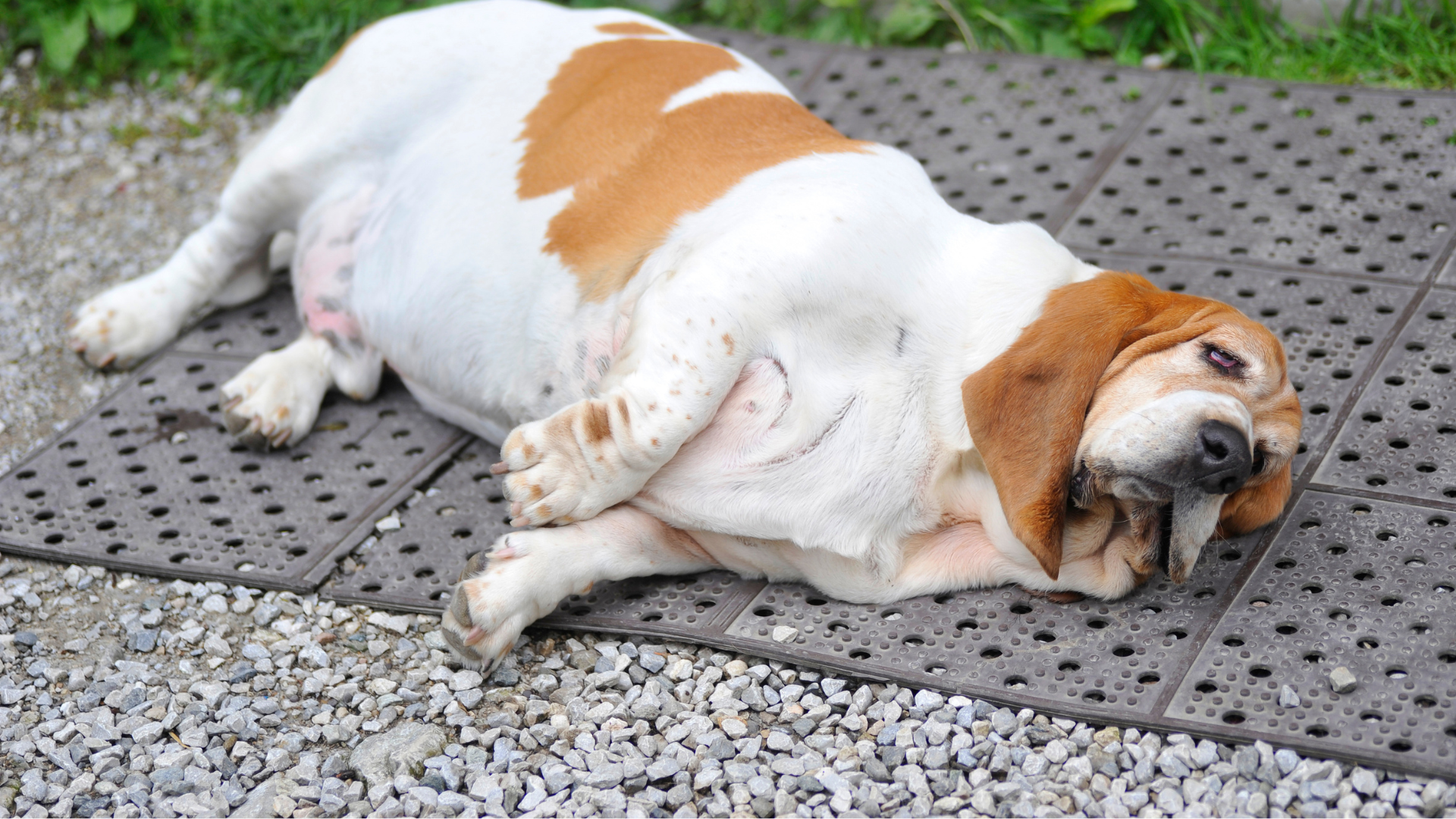 Best Low-Impact Exercises for Overweight Dogs