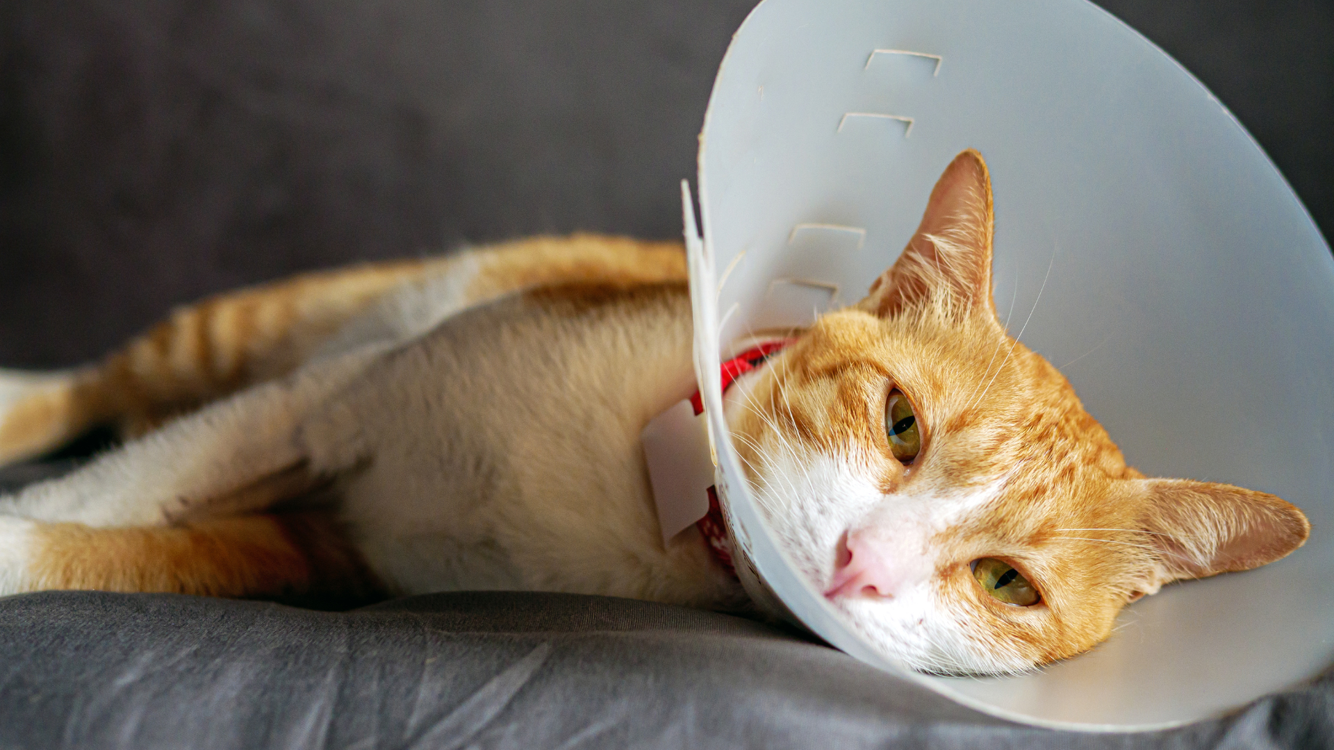 How Do Cats Experience Pain?
