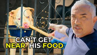 How Cesar Millan Helps a Family Stop Their Guard Dog From Attacking