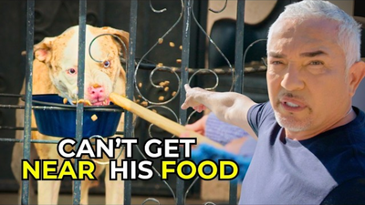 How Cesar Millan Helps a Family Stop Their Guard Dog From Attacking