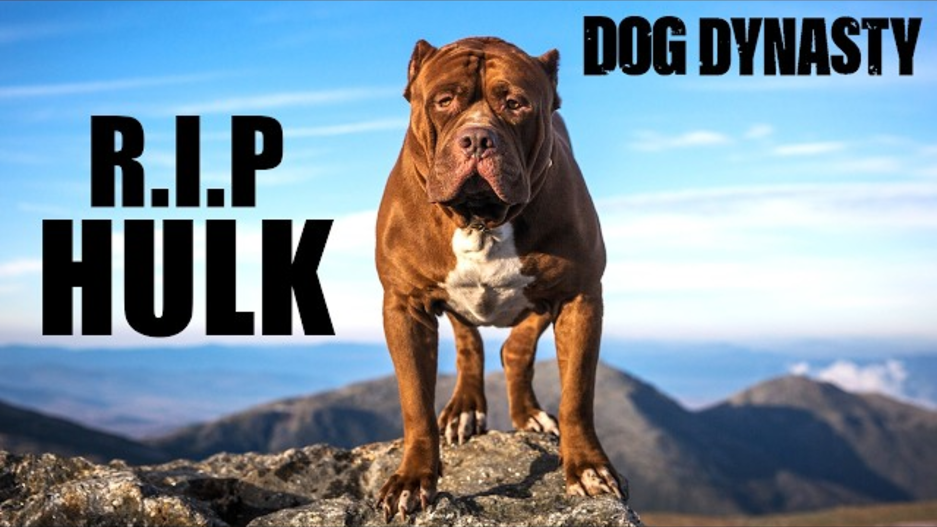RIP Hulk - The World's Biggest Pitbull