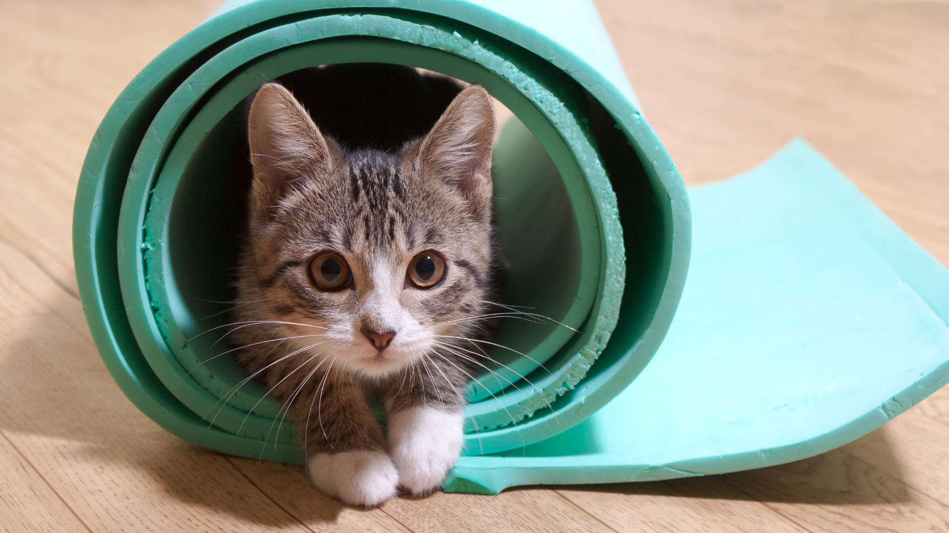 Best Low-Impact Exercises for Overweight Cats