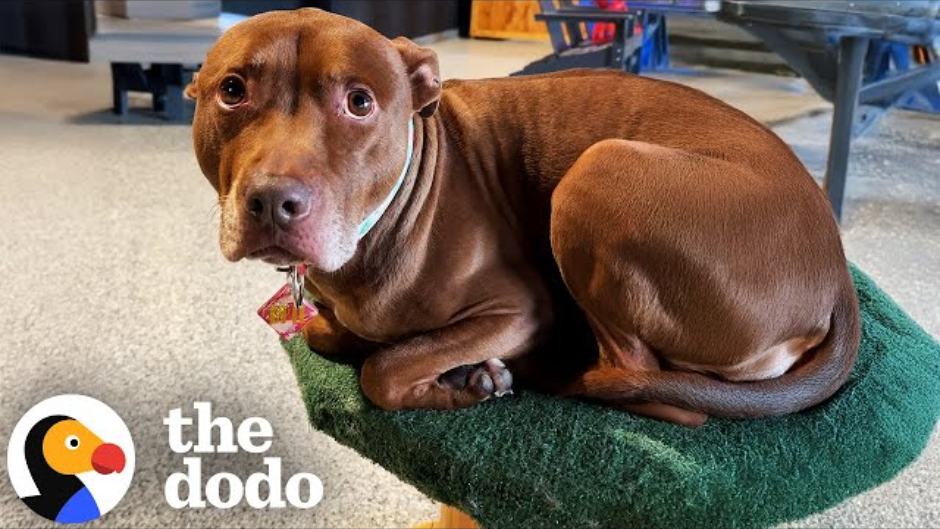 Pitbull Raised With Cats Thinks He Is One