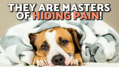 10 Signs of Pain in Dogs: How Do I Know if My Dog Is in Pain?