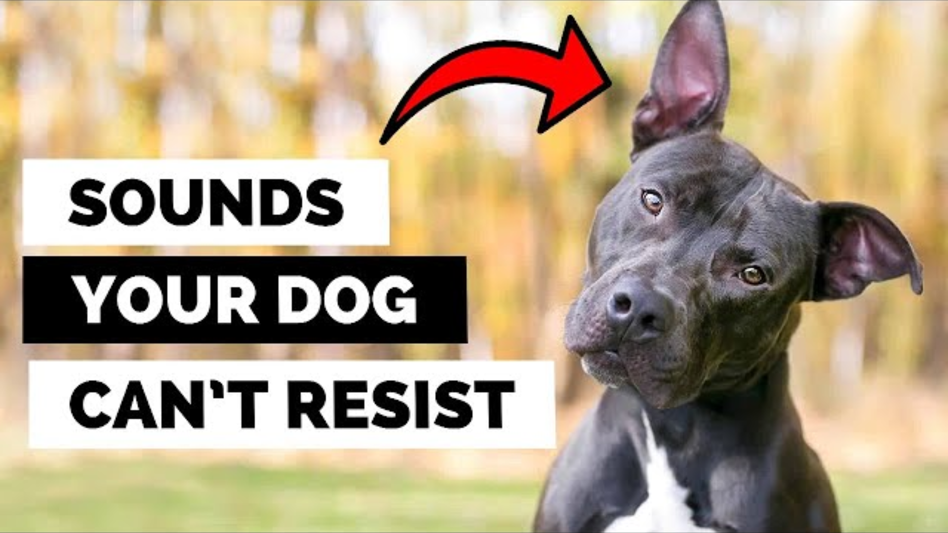 The Sounds Your Dog Loves (And The Shocking Ones They Hate)!