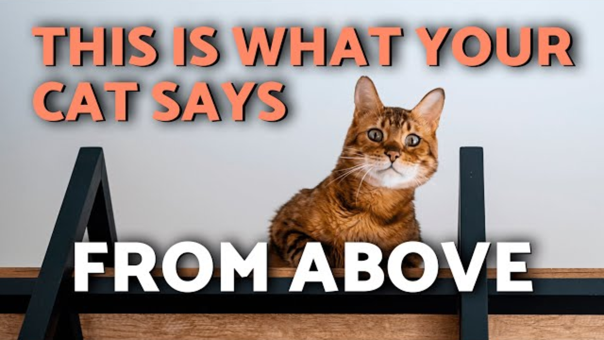 Why Do Cats Love Heights?