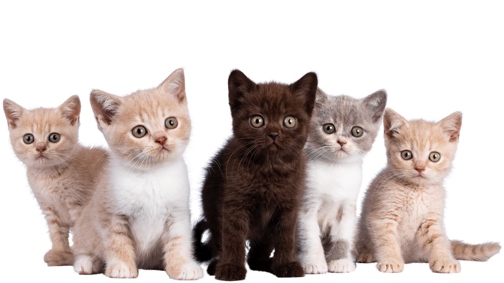 How to Know the Gender of a Kitten: The Complete Guide for Pet Parents