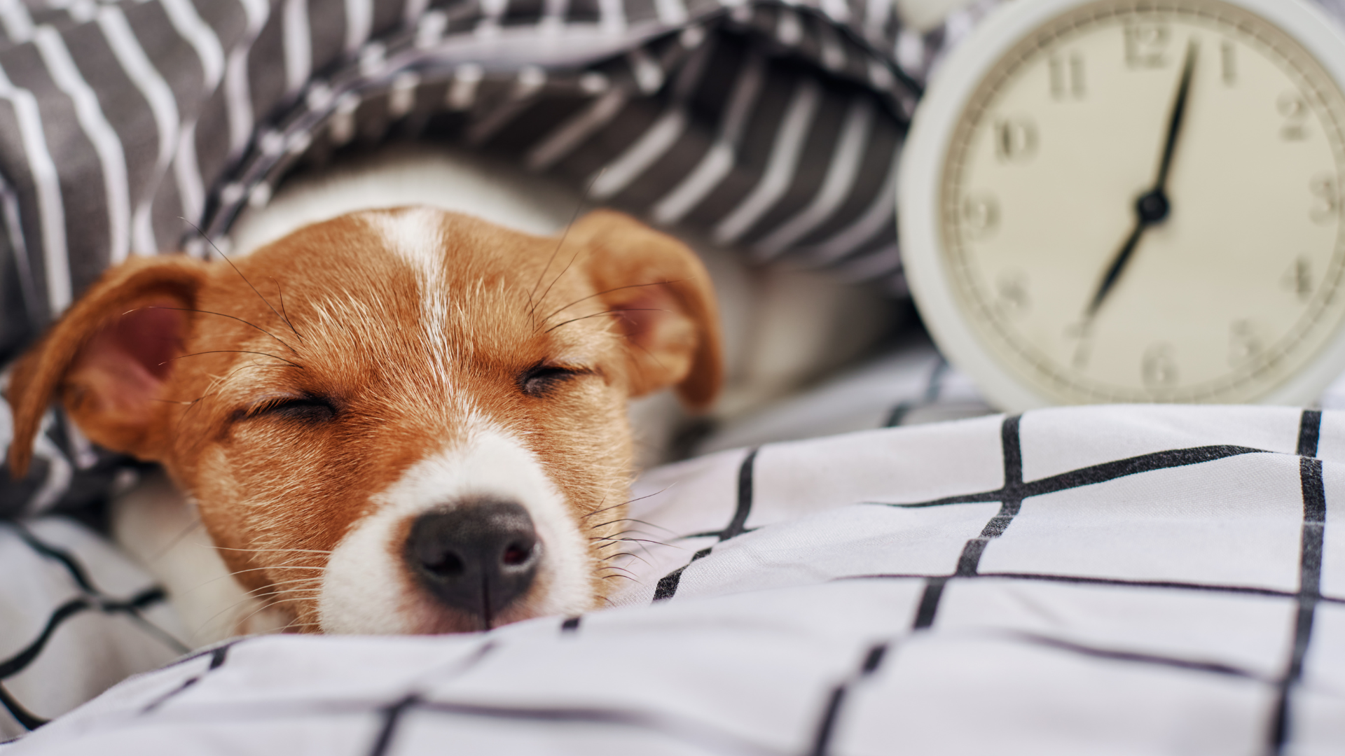 Do Dogs Have a Concept of Time?