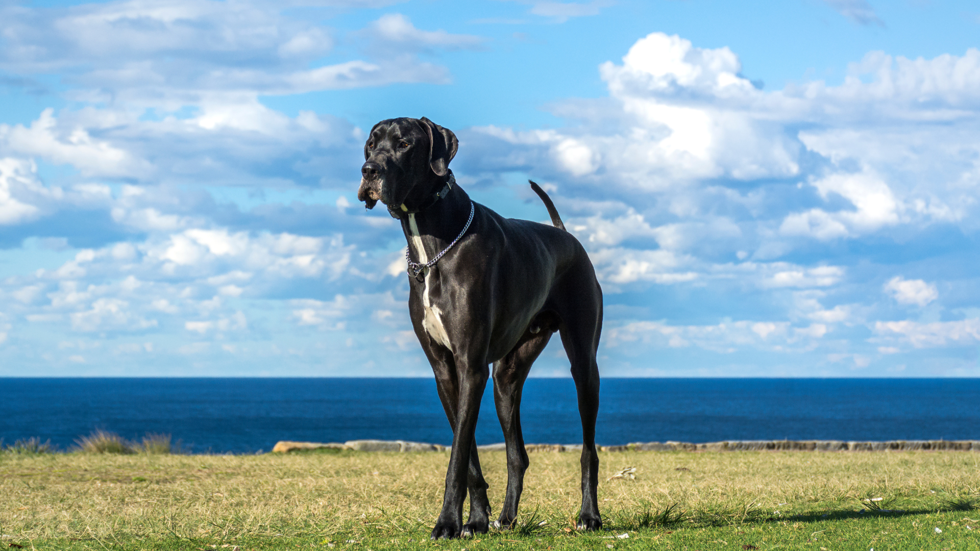 What Is the Tallest Dog Breed?