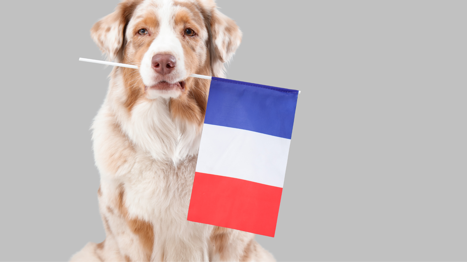 French Dog Names: Elegant, Unique, and Full of Charm