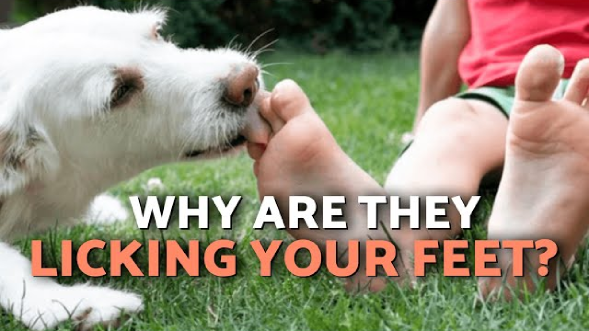 Does Your Dog Lick Your Feet a Lot?