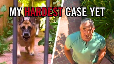 This German Shepherd May Be One of My Toughest Cases Yet - Cesar Millan