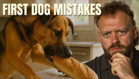New Dog Owner Mistakes That Could Ruin Your Dog’s Training