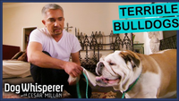 Cesar Millan Faces The Most Aggressive Bulldogs Ever!