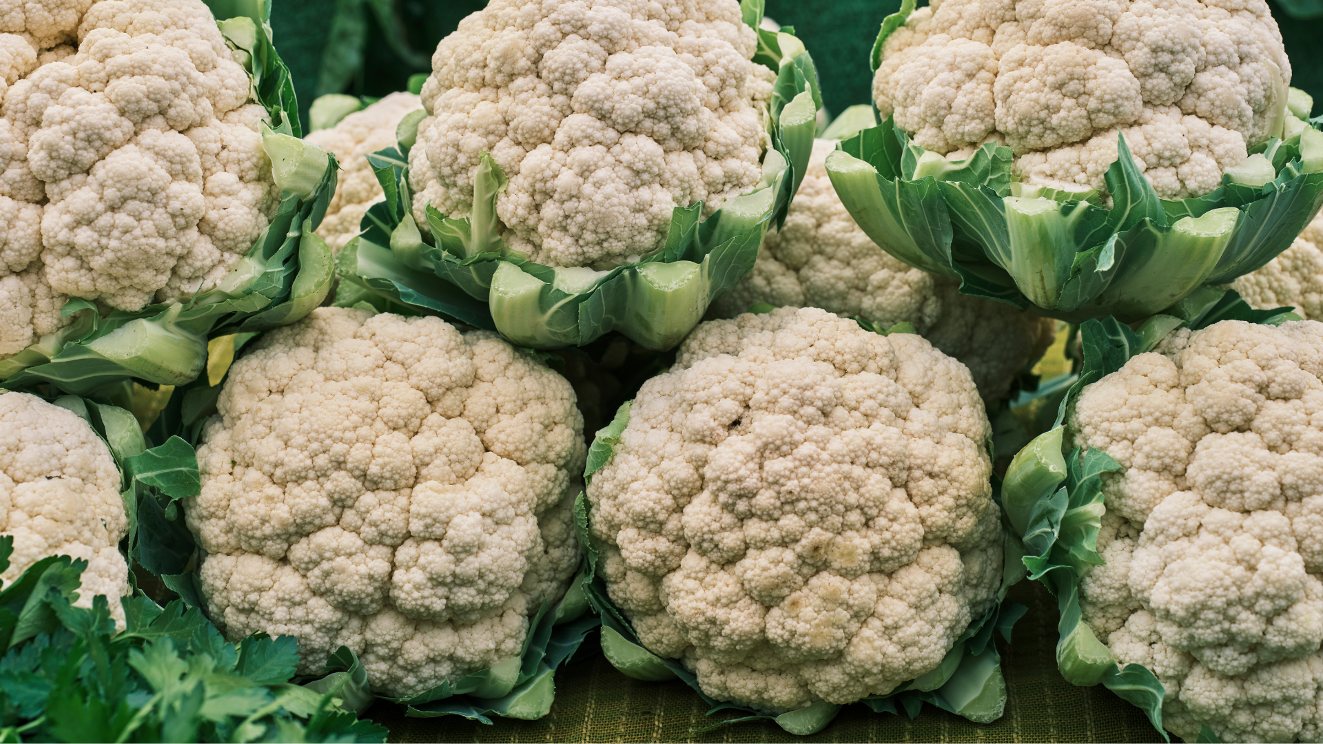 Is Cauliflower Good for Dogs?