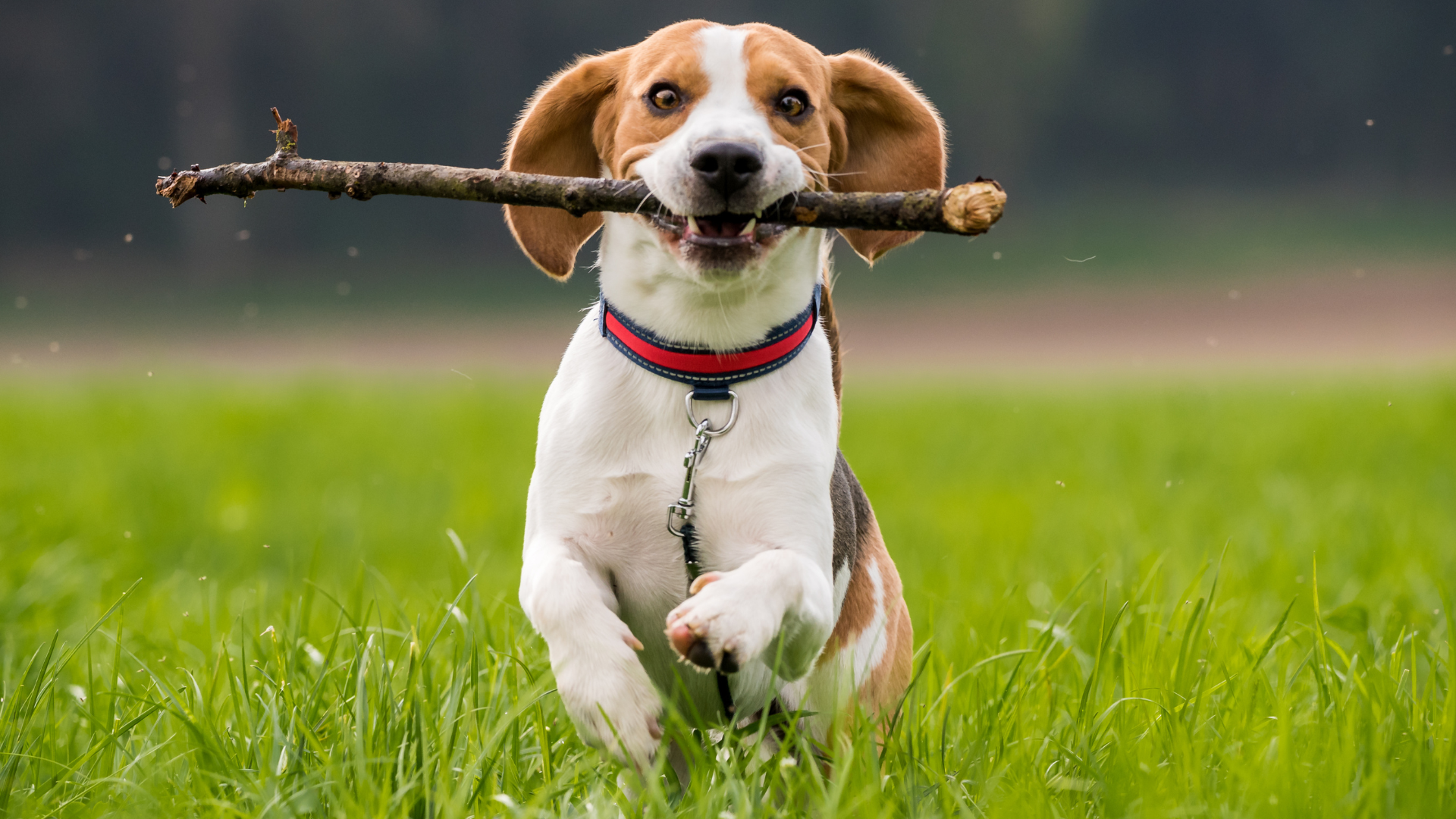 How to Build a Pet-Friendly Backyard for Your Outdoor Dog