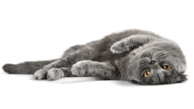 How Many Nipples Do Cats Have?