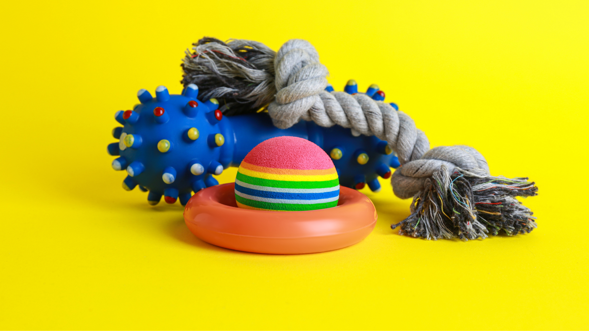 Fun DIY Projects for Pet Parents