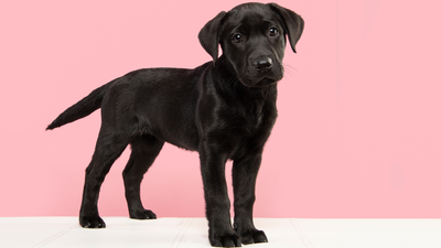 How to Survive the First 24 Hours With a New Puppy