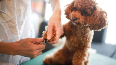 Dog Nail Bleeding: Causes, Treatment, and Prevention