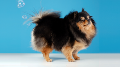 Does a Dog Fart? Understanding Canine Flatulence