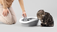 Why Is My Cat Pooping Outside the Litter Tray?