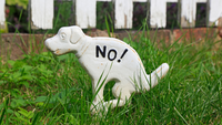Why Does a Dog Eat Its Own Poop?
