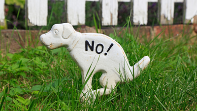 Why Does a Dog Eat Its Own Poop?
