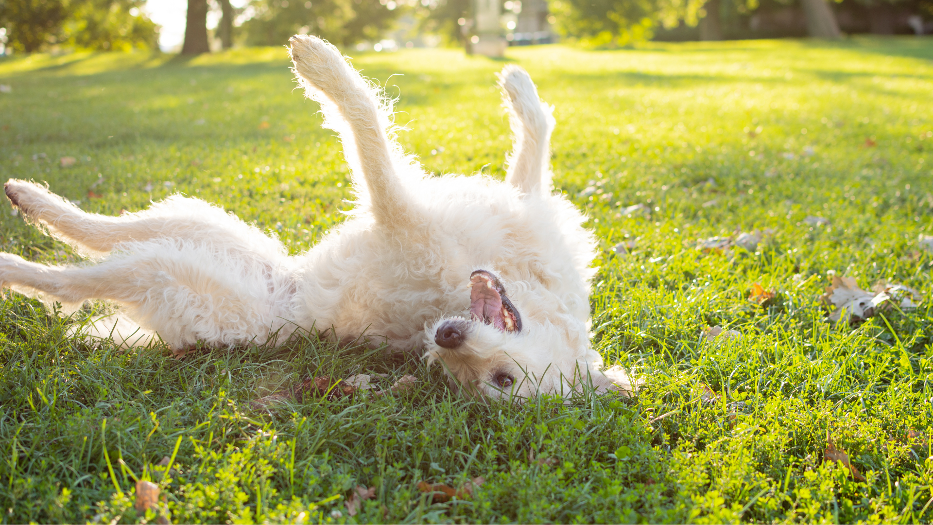 Why Does My Dog Roll in the Grass?