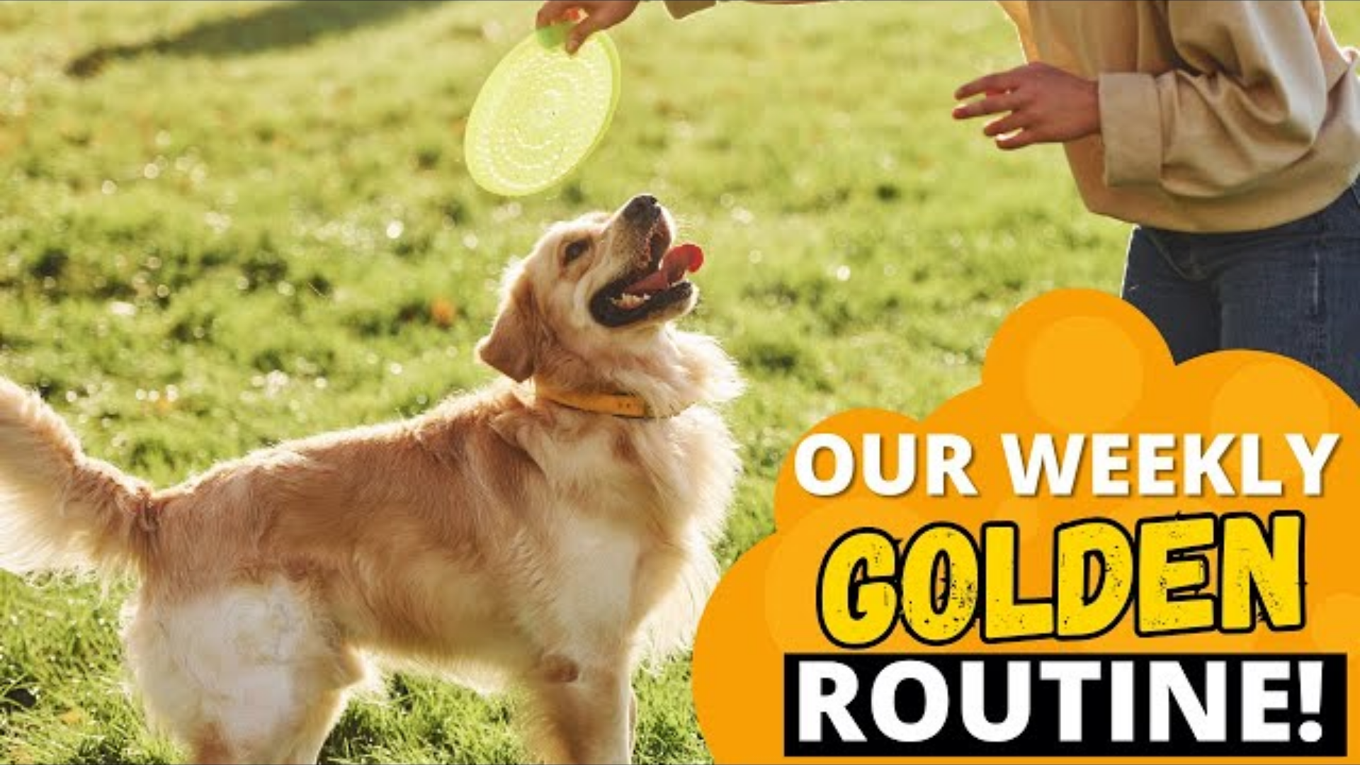How Many Hours I Spend on My Golden Retriever Every Week?